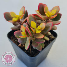 Load image into Gallery viewer, Crassula ovata 'Autumn Glow' - John & Norma's Succulents Australia