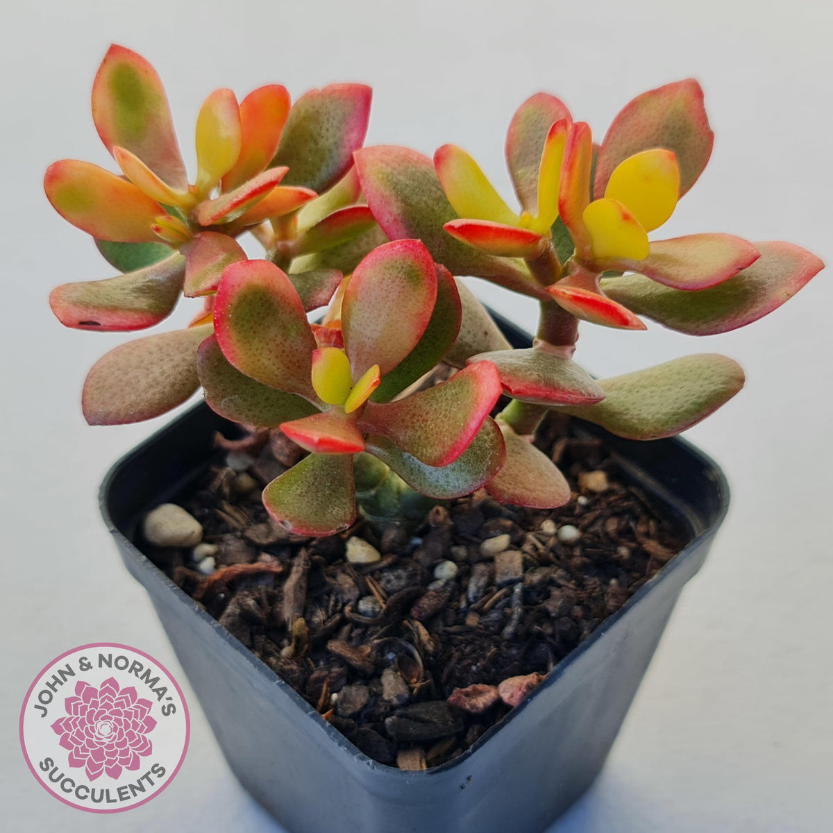 Crassula ovata 'Autumn Glow'