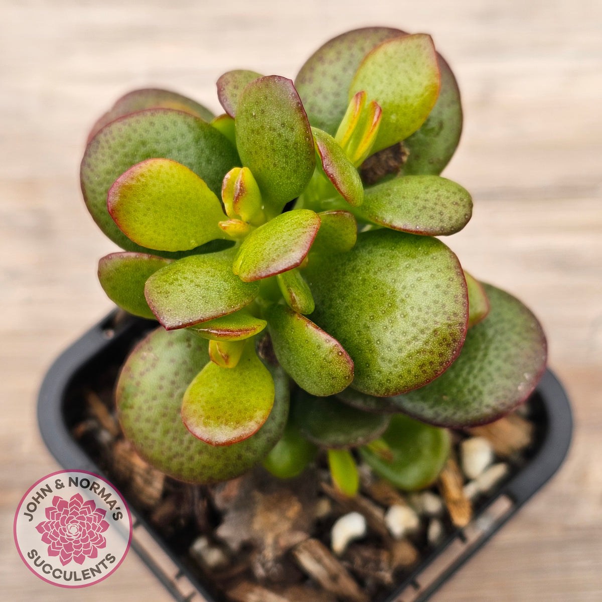 Crassula ovata 'Hobbit'