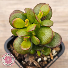 Load image into Gallery viewer, Crassula ovata 'Hobbit'
