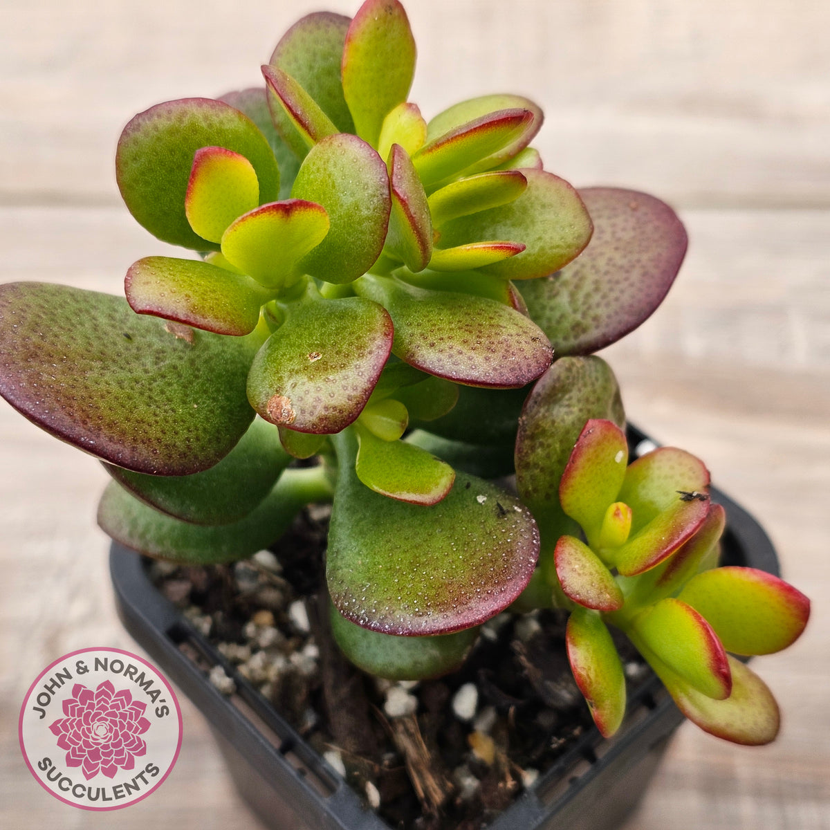 Crassula ovata 'Hobbit'