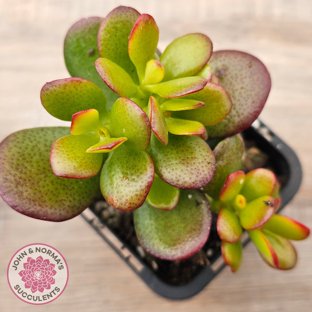 Crassula ovata 'Hobbit'