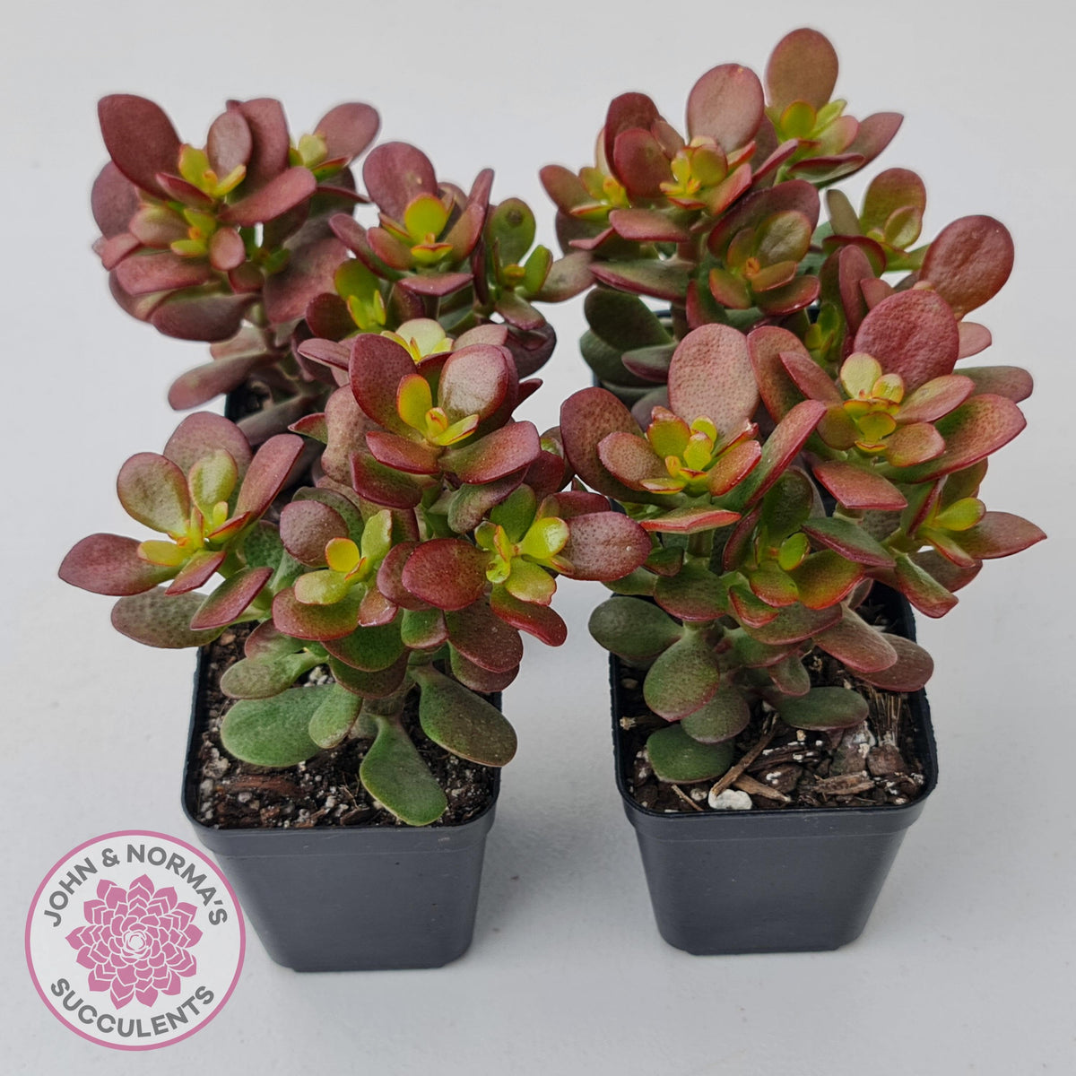 Crassula ovata 'Hobbit'