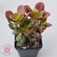 Load image into Gallery viewer, Crassula ovata 'Hobbit' - John & Norma's Succulents Australia