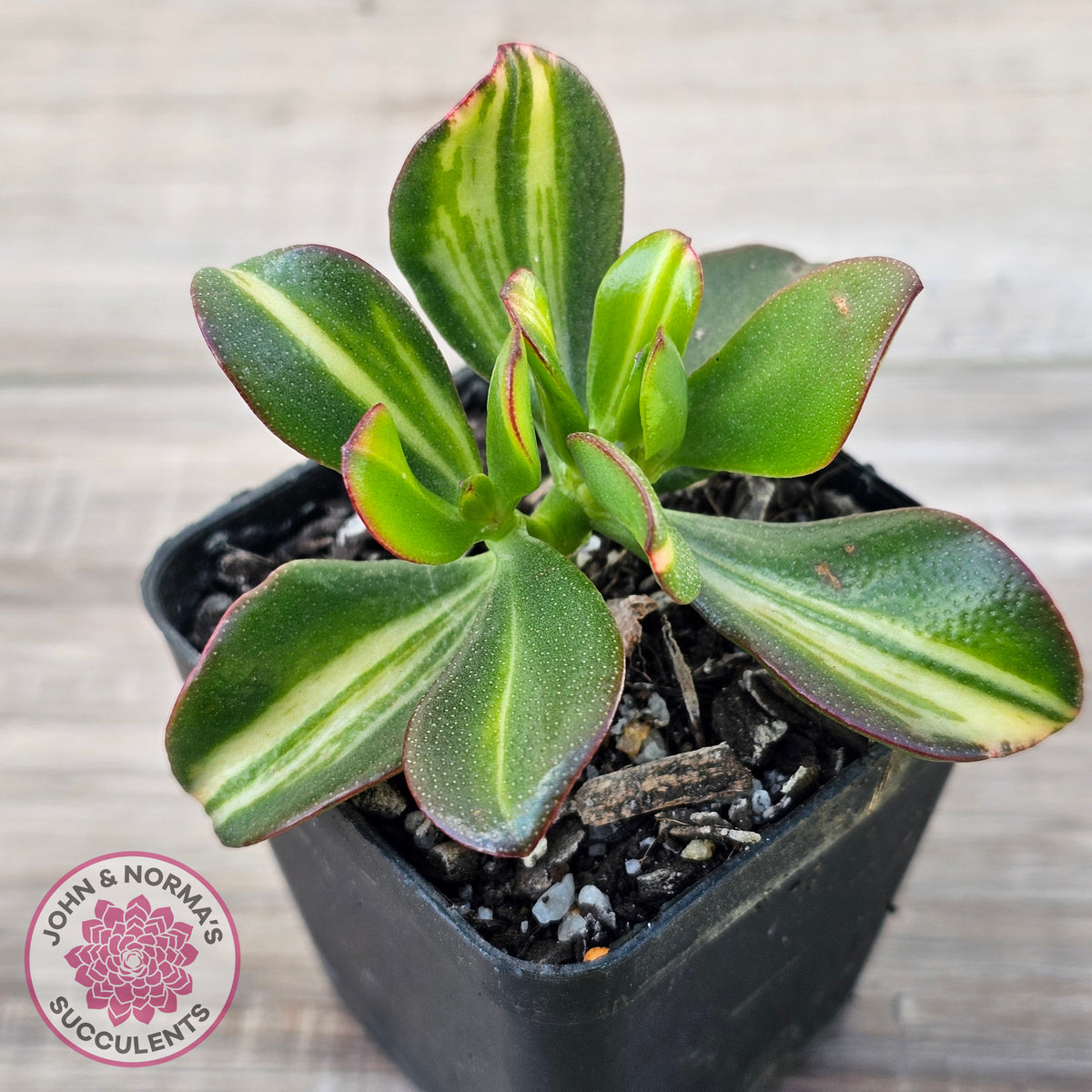 Crassula ovata 'Mikaeri Bijin' variegata