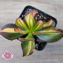 Load image into Gallery viewer, Crassula ovata 'Mikaeri Bijin' variegata
