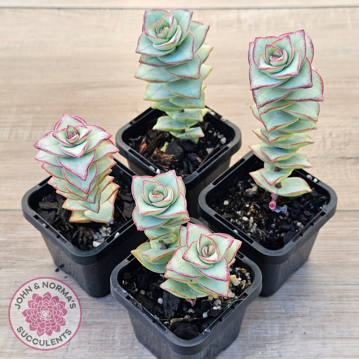 Crassula perforata - Giant Form