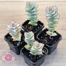 Load image into Gallery viewer, Crassula perforata - Giant Form