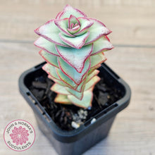 Load image into Gallery viewer, Crassula perforata - Giant Form