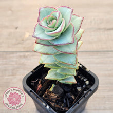 Load image into Gallery viewer, Crassula perforata - Giant Form