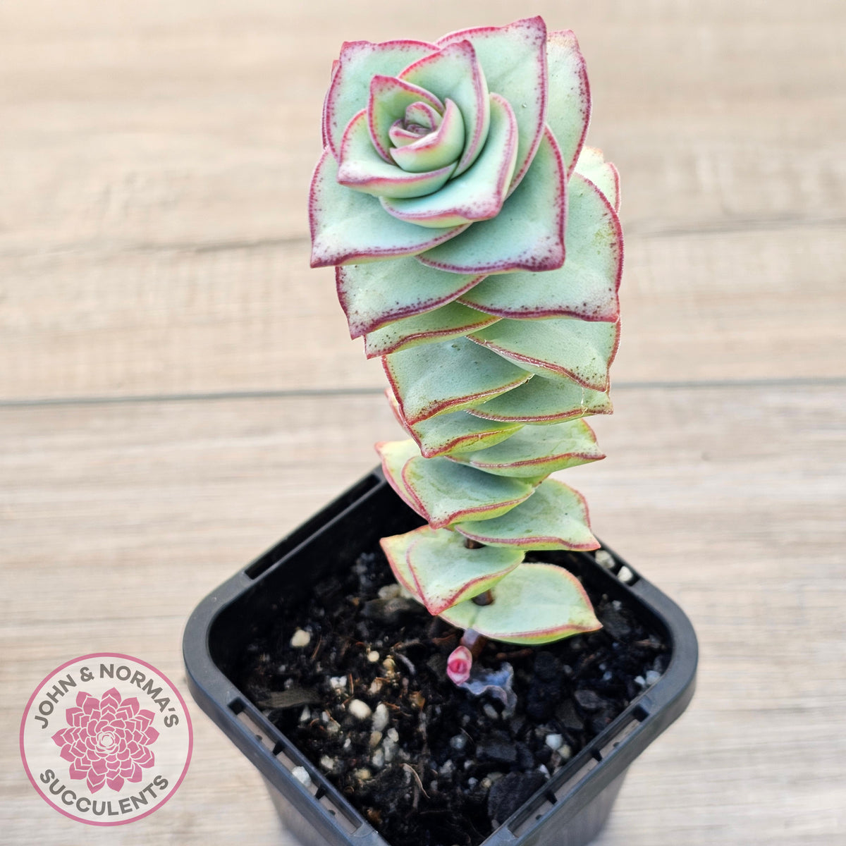 Crassula perforata - Giant Form