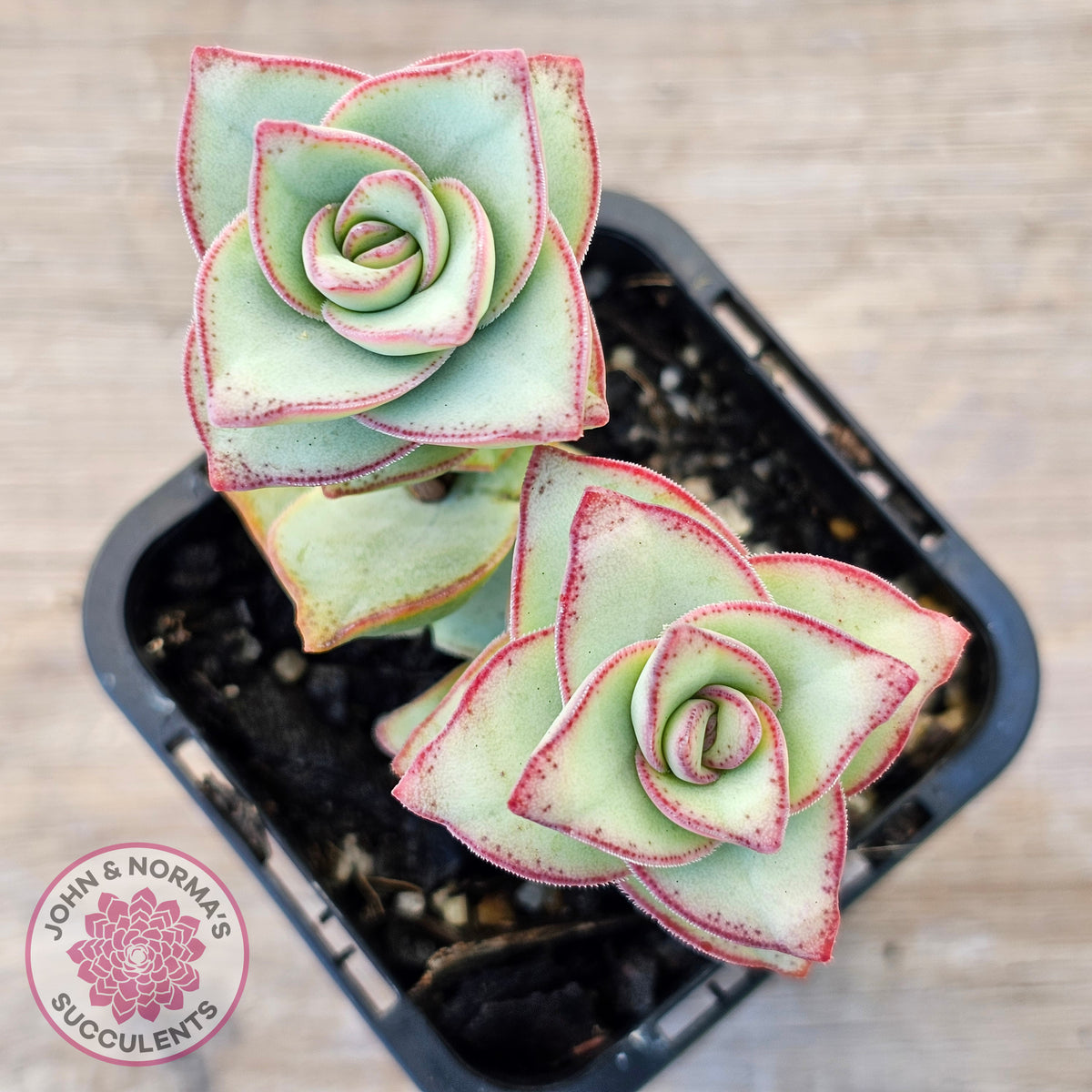 Crassula perforata - Giant Form