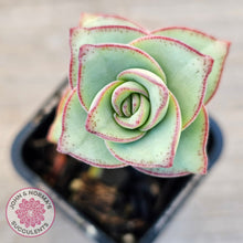 Load image into Gallery viewer, Crassula perforata - Giant Form