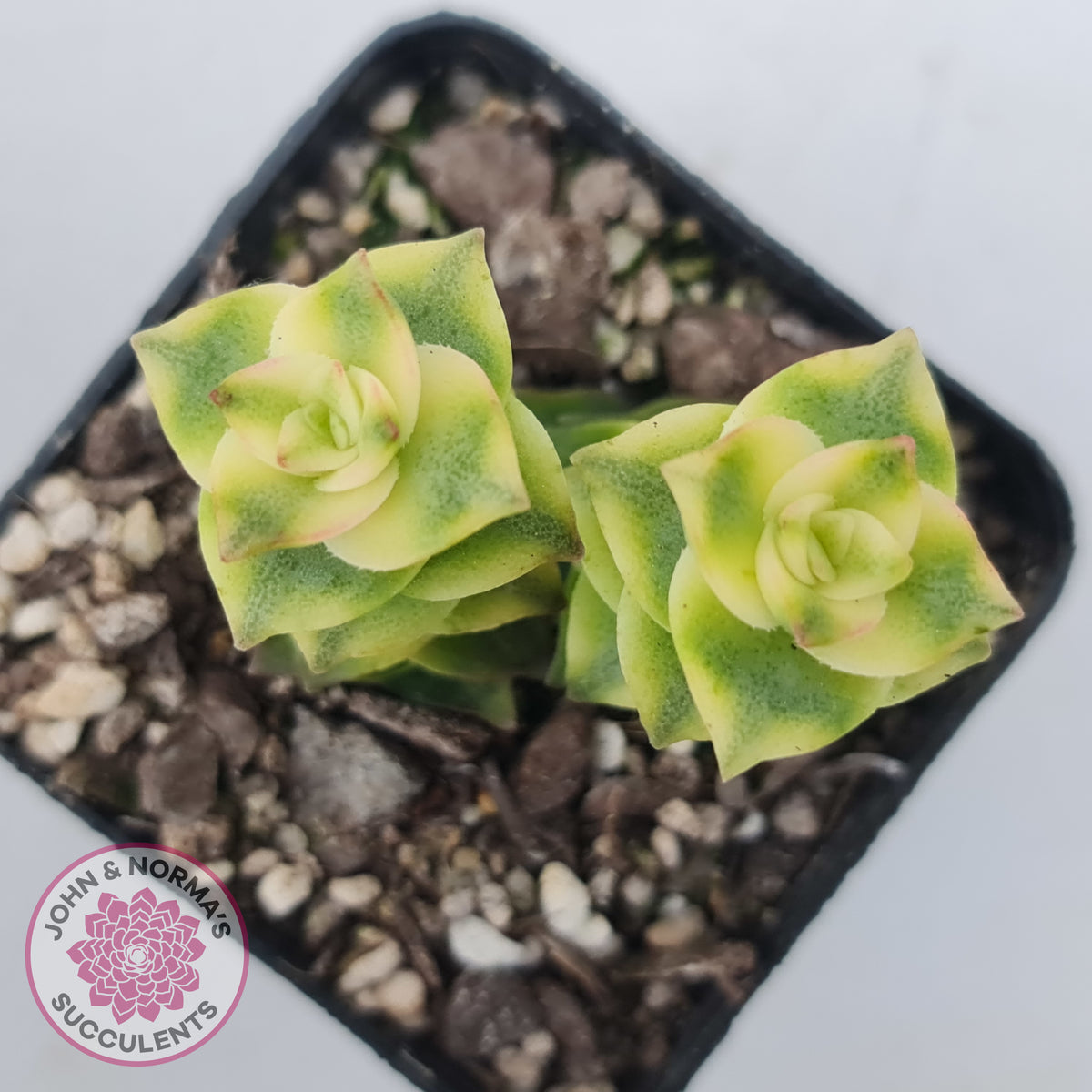 Crassula perforata variegated