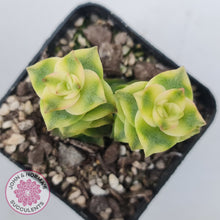Load image into Gallery viewer, Crassula perforata variegated