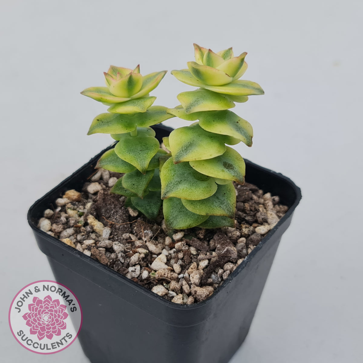 Crassula perforata variegated