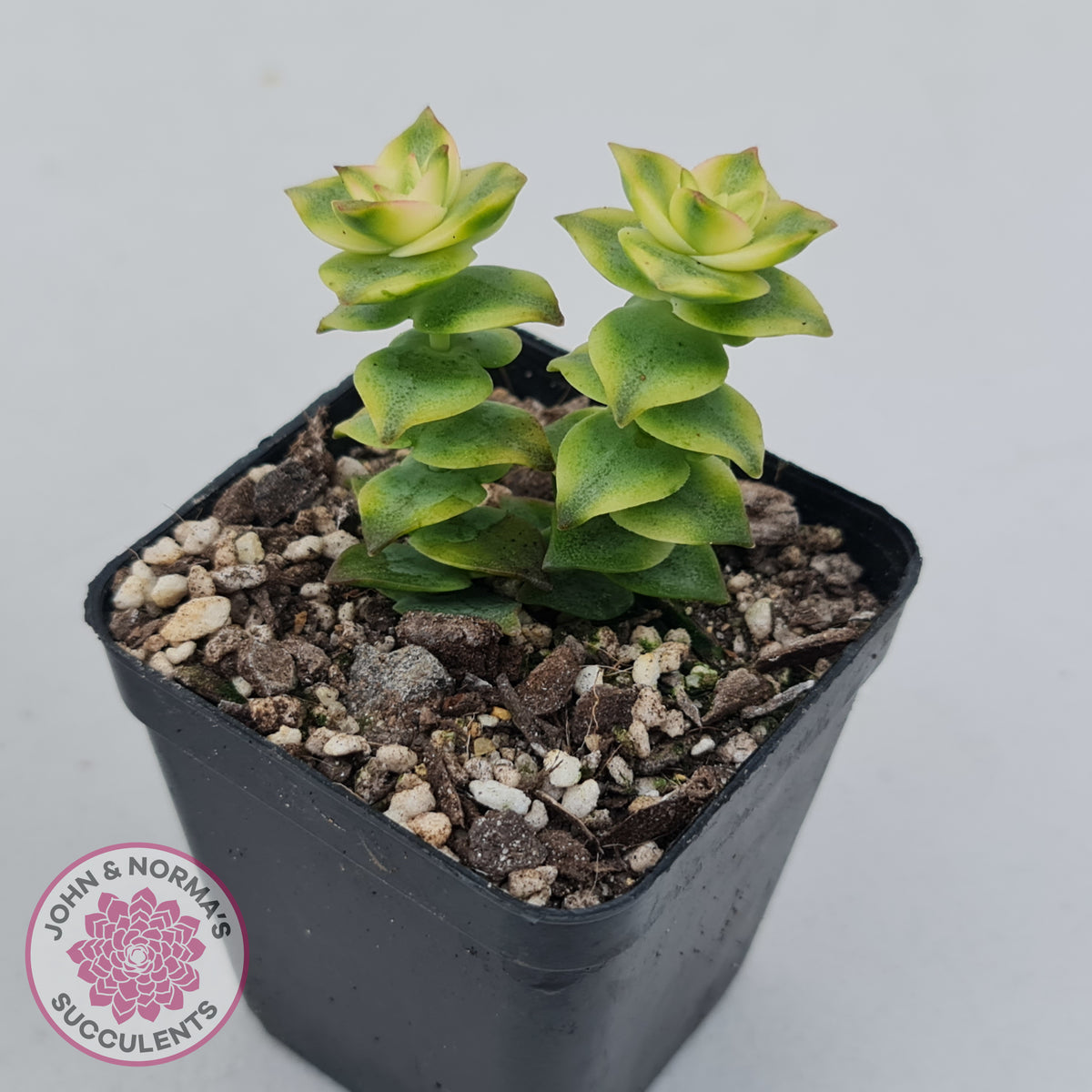 Crassula perforata variegated
