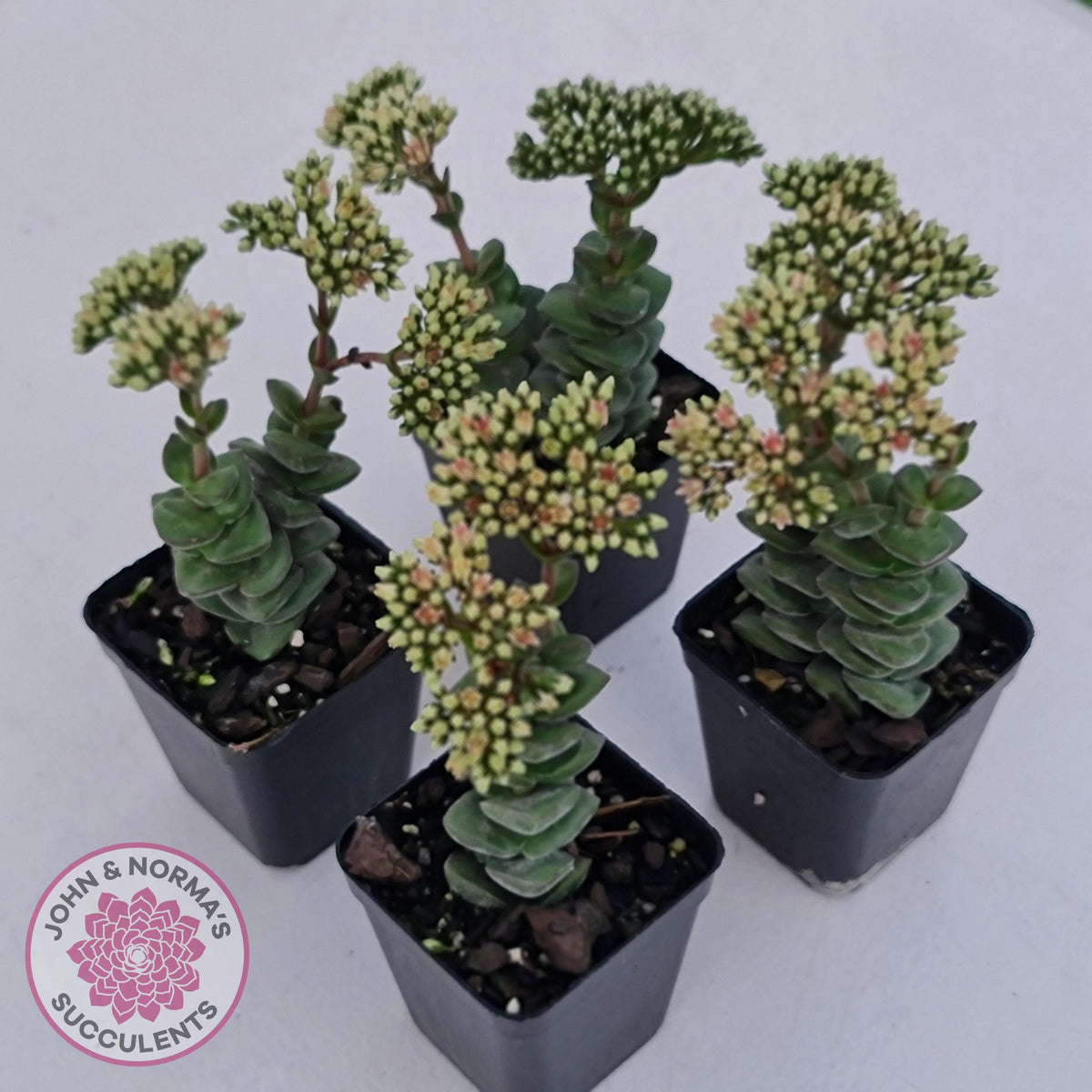 Crassula perforata sp.