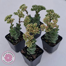 Load image into Gallery viewer, Crassula Perforata sp - John & Norma's Succulents Australia