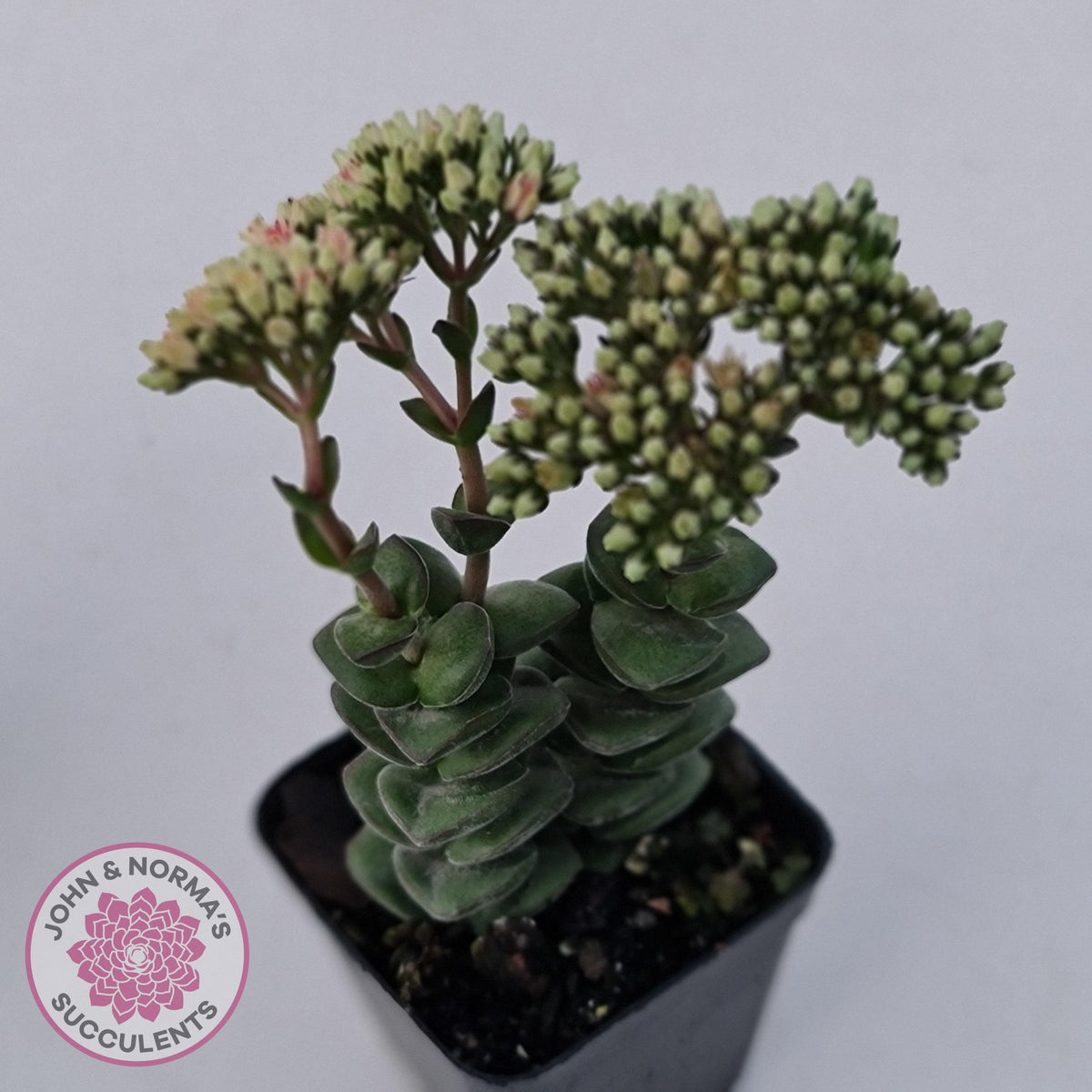 Crassula perforata sp.