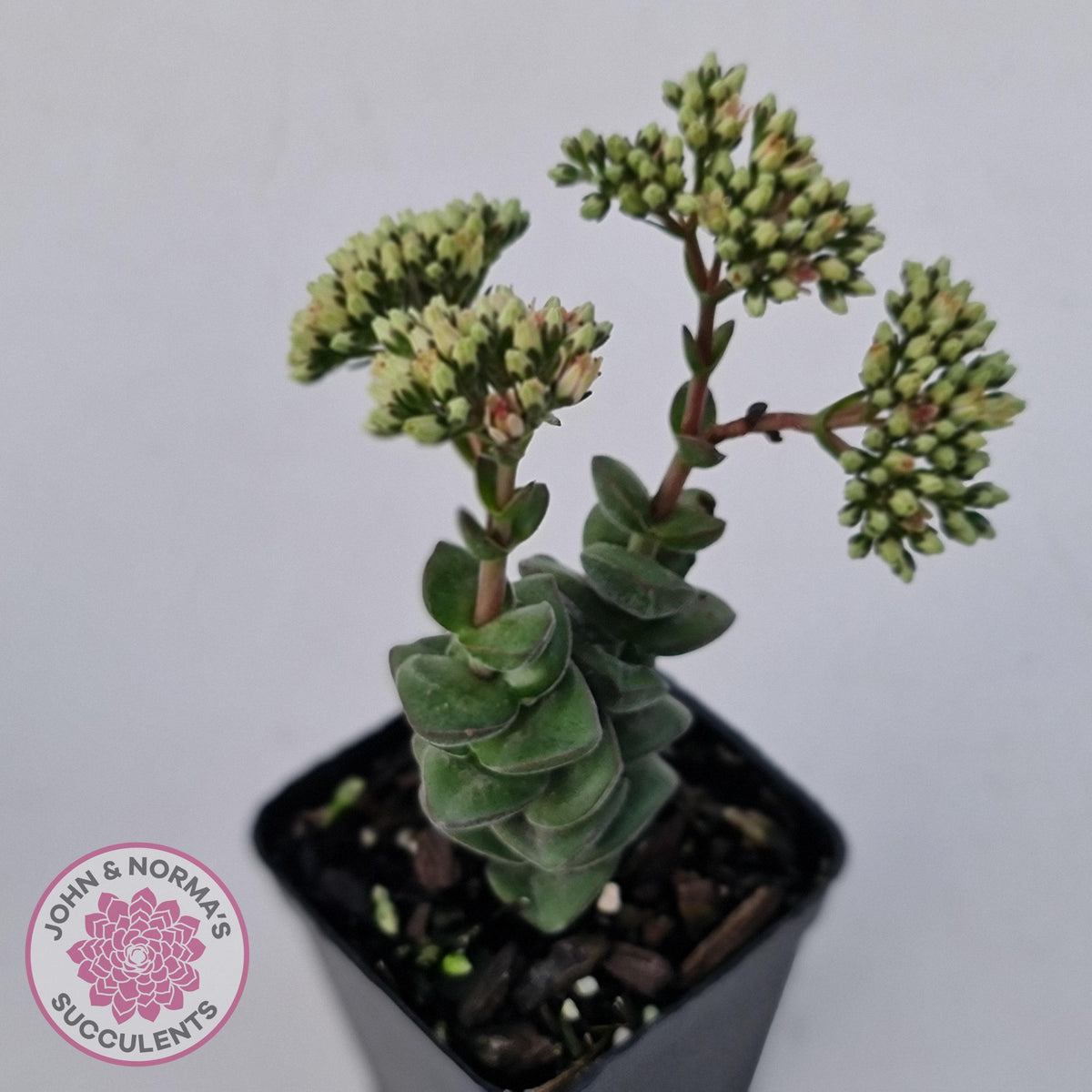 Crassula perforata sp.