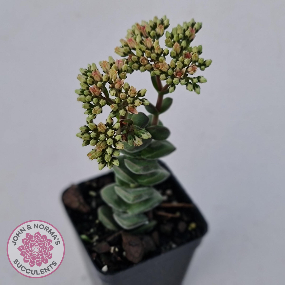 Crassula perforata sp.
