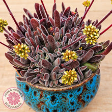 Load image into Gallery viewer, Crassula pubescens