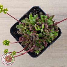 Load image into Gallery viewer, Crassula pubescens