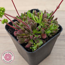 Load image into Gallery viewer, Crassula pubescens