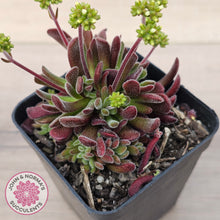 Load image into Gallery viewer, Crassula pubescens