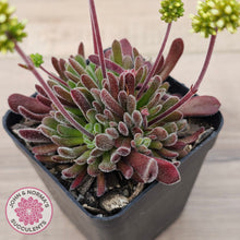 Load image into Gallery viewer, Crassula pubescens