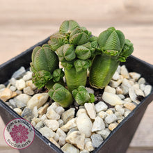 Load image into Gallery viewer, Crassula quadrangularis (sm)