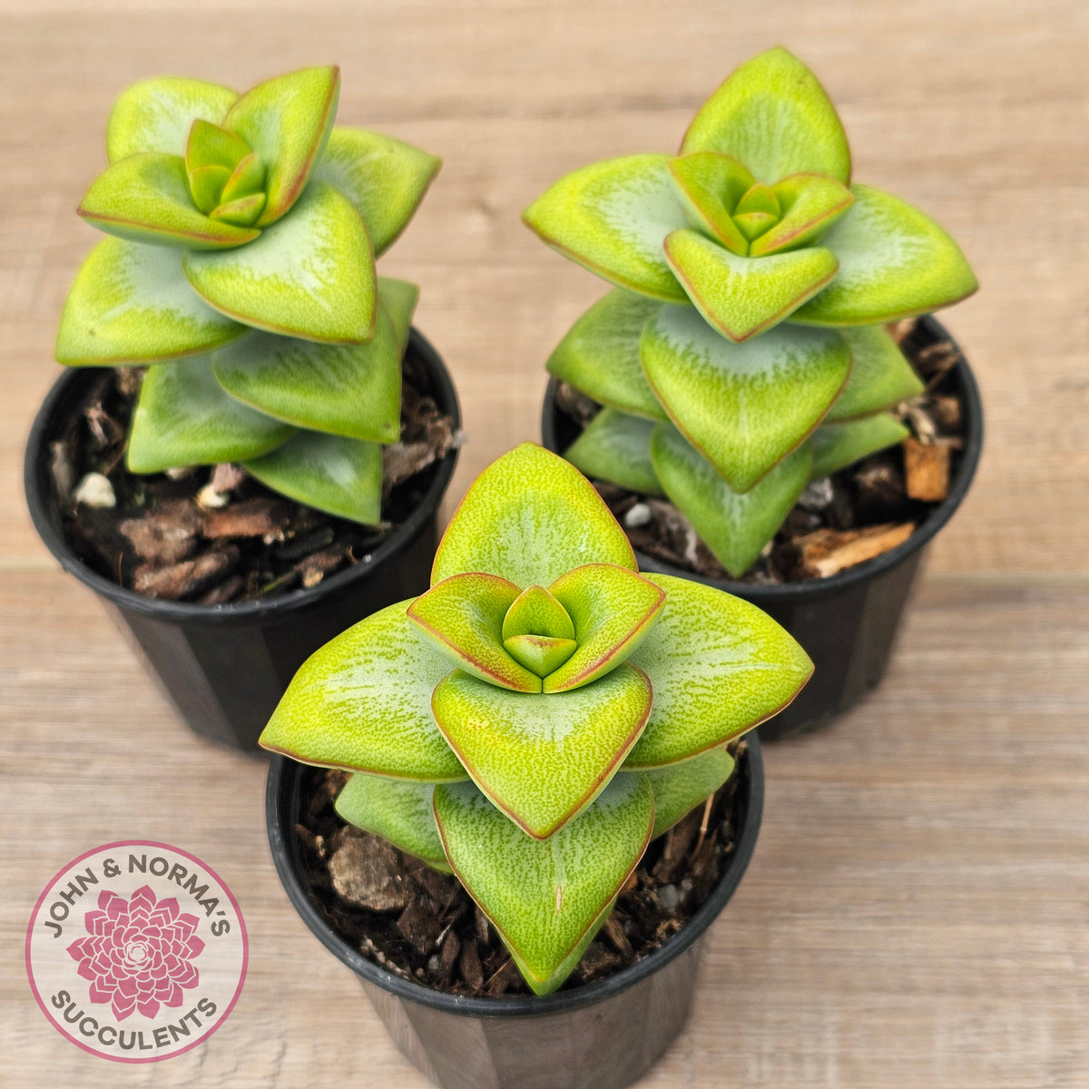 Crassula rupestris 'Daruma Star'