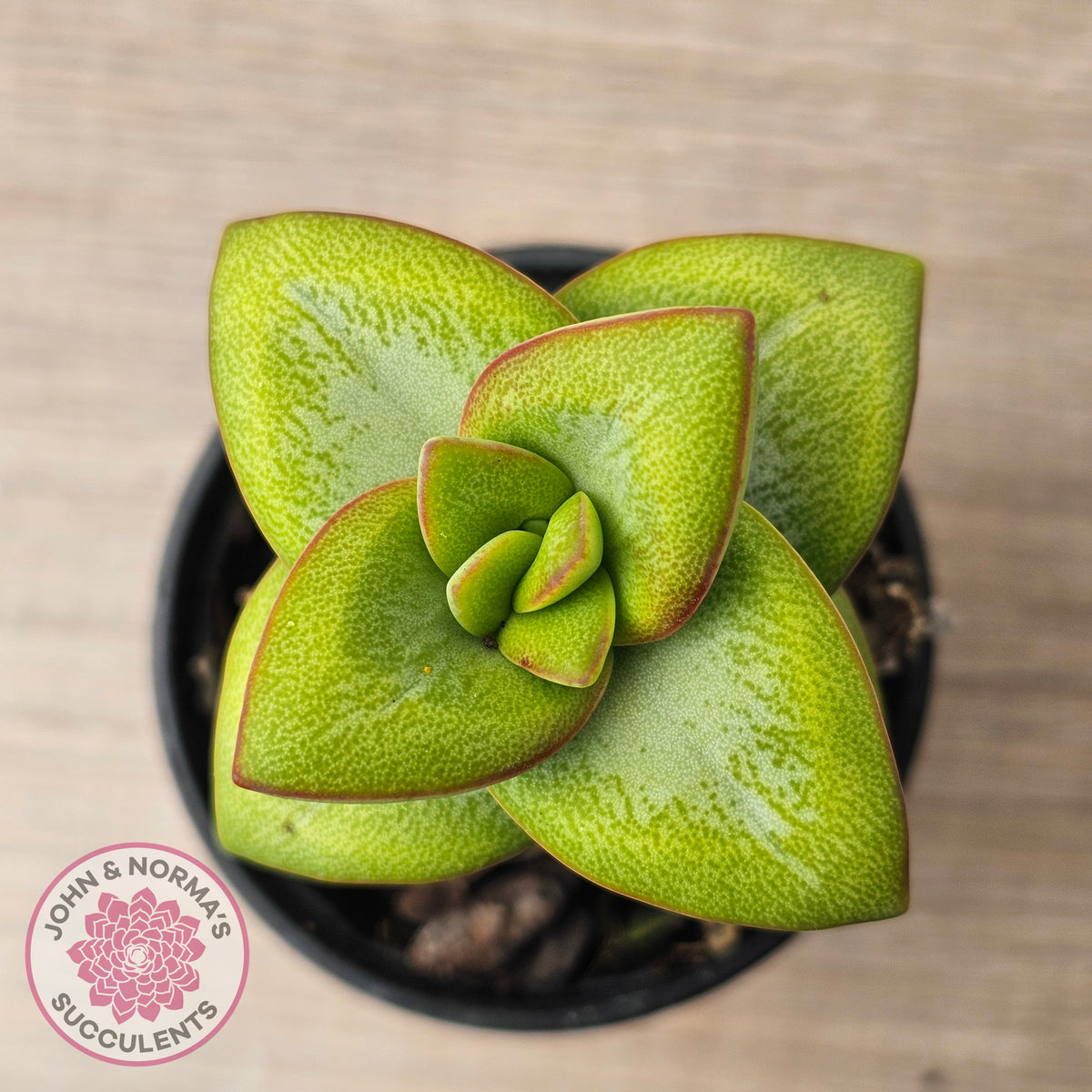 Crassula rupestris 'Daruma Star'
