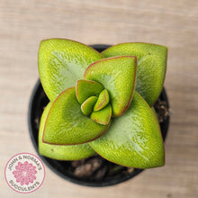 Load image into Gallery viewer, Crassula rupestris 'Daruma Star'