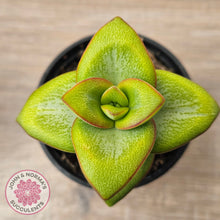 Load image into Gallery viewer, Crassula rupestris 'Daruma Star'