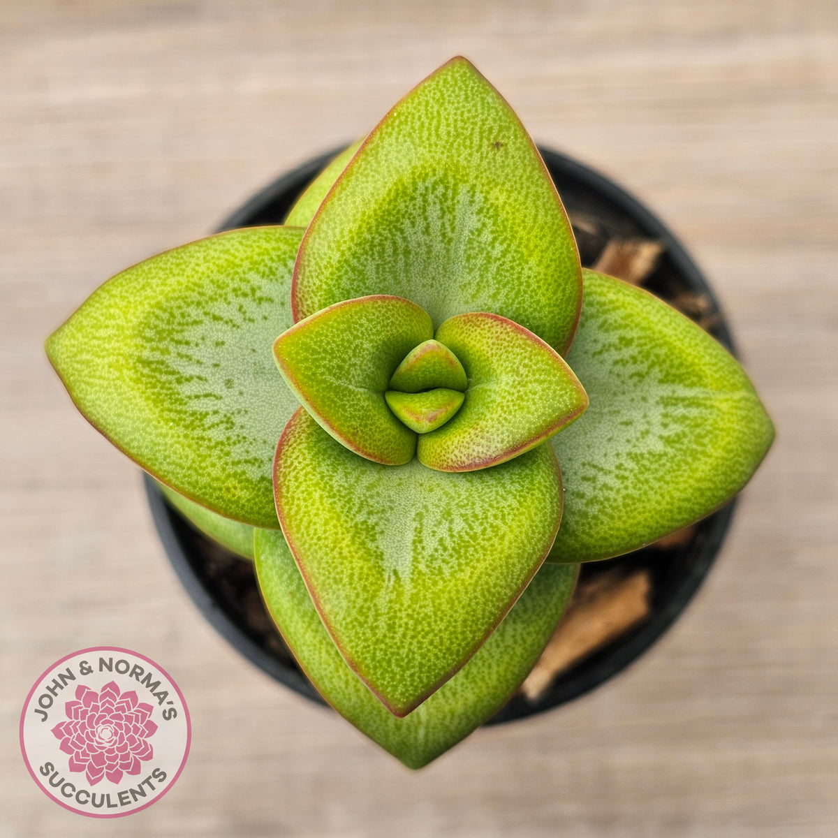 Crassula rupestris 'Daruma Star'