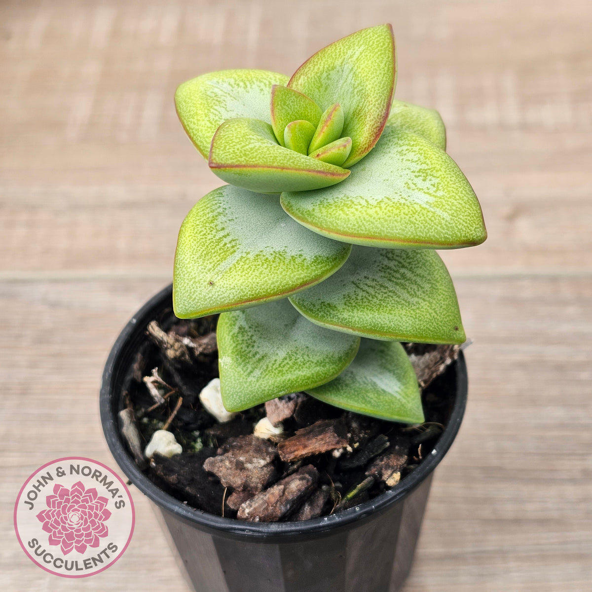 Crassula rupestris 'Daruma Star'