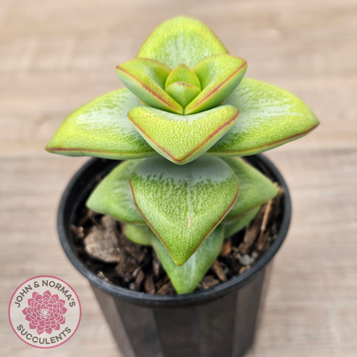 Crassula rupestris 'Daruma Star'