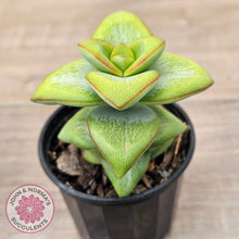 Load image into Gallery viewer, Crassula rupestris 'Daruma Star'