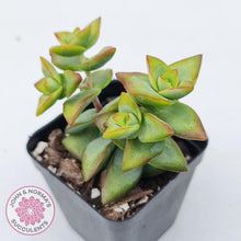 Load image into Gallery viewer, Crassula rupestris 'High Voltage' - John & Norma's Succulents Australia