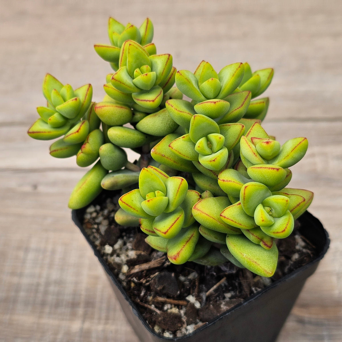 Crassula rupestris sp.
