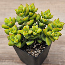 Load image into Gallery viewer, Crassula rupestris sp.