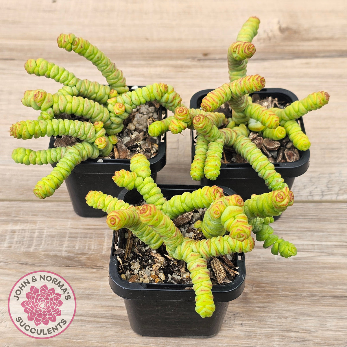 Crassula rupestris ssp. marnieriana