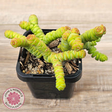 Load image into Gallery viewer, Crassula rupestris ssp. marnieriana