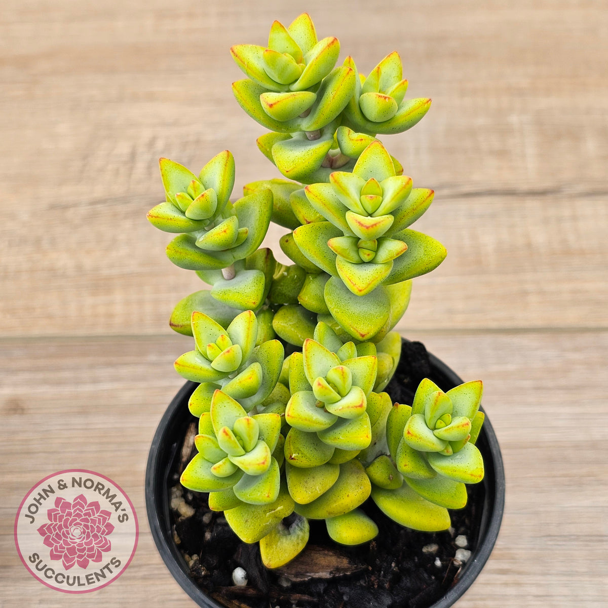 Crassula rupestris sp.