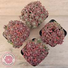 Load image into Gallery viewer, Crassula setulosa v transvaal drakensberg
