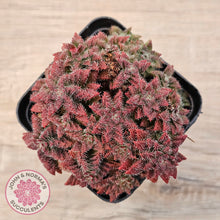Load image into Gallery viewer, Crassula setulosa v transvaal drakensberg