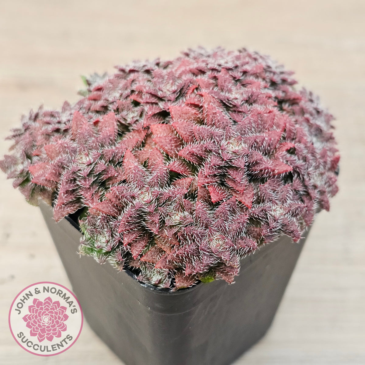Crassula setulosa v transvaal drakensberg
