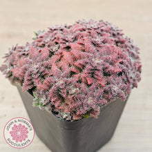 Load image into Gallery viewer, Crassula setulosa v transvaal drakensberg